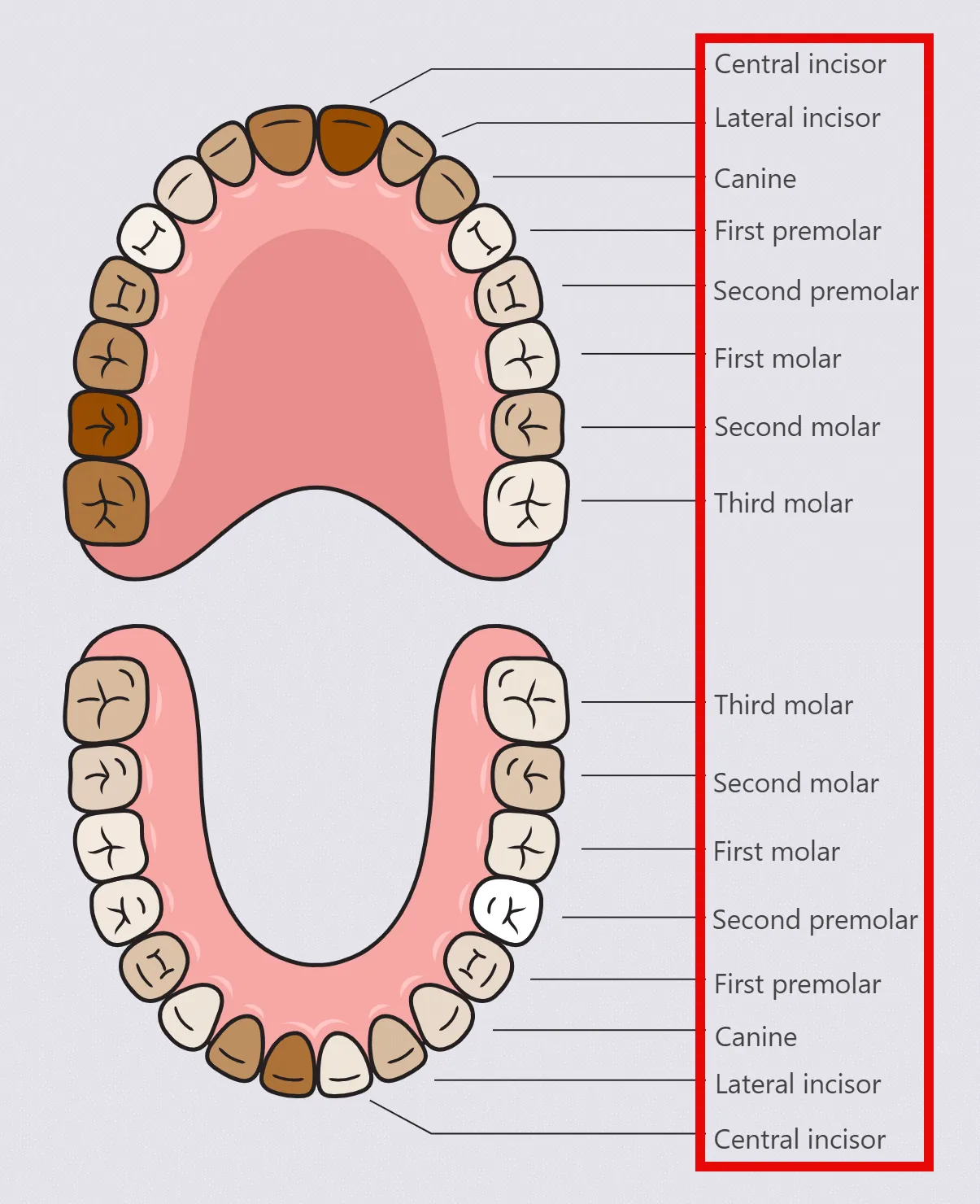 Tooth Modifiers OKVIZ